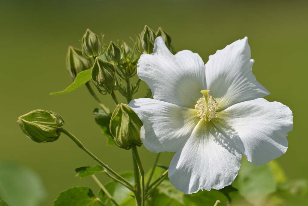 芙蓉花