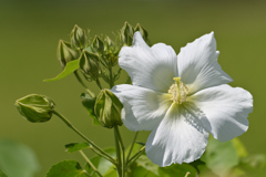芙蓉花