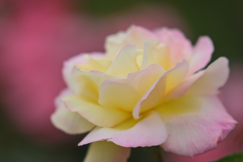 やっと薔薇を