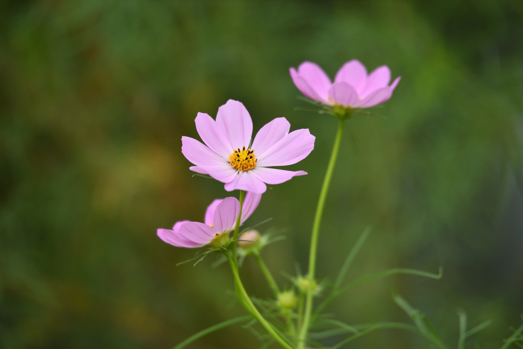 秋と言えば秋桜