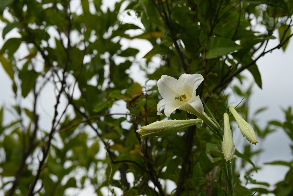夏の白百合