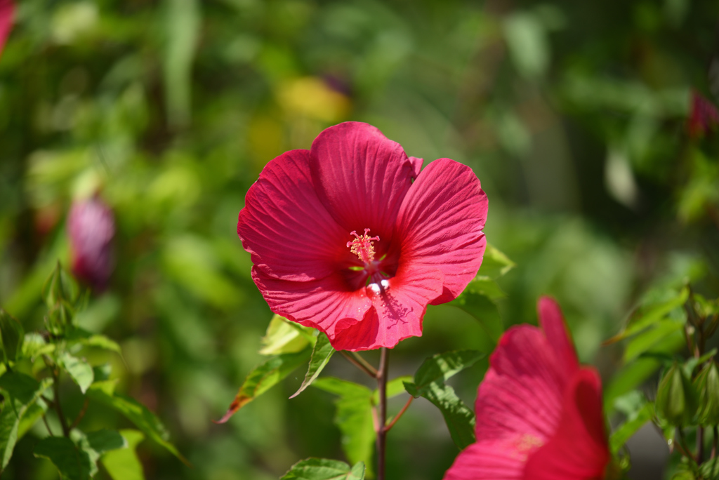 夏の赤花