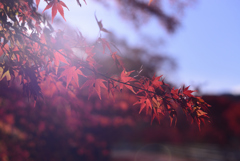 紅葉