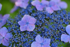 額紫陽花-1