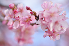 河津桜-2