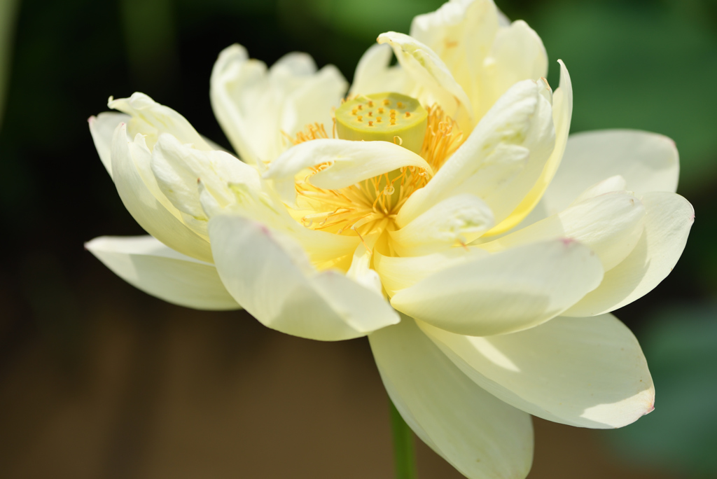 花姿はおとな