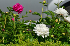 芍薬
