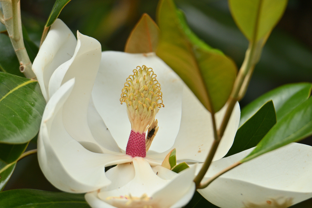 夏の白い花-1