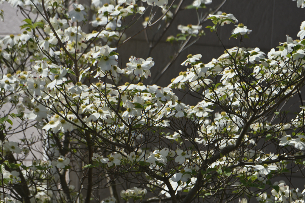 白い花水木