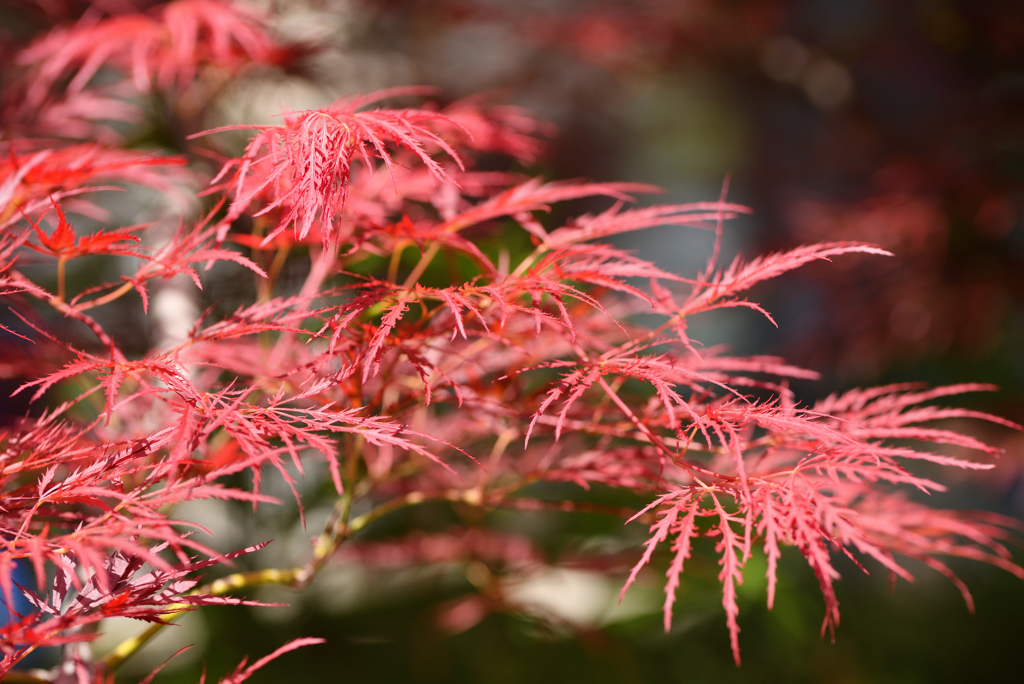 春紅葉