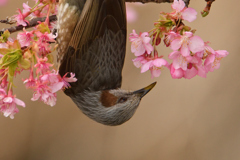 桜ヒヨ