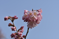 花の季節