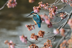 サクカワも悲しい