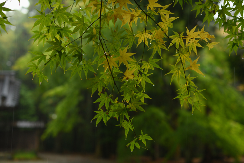 紅葉の涙
