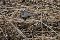 頭隠して尻隠さず