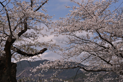 春の色
