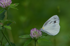 赤詰草と紋白蝶