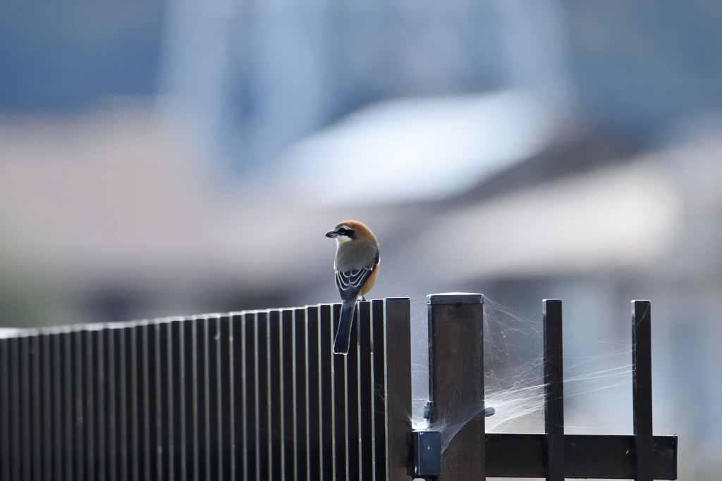 百舌鳥ポトレ