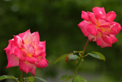 夏でも薔薇を ⑧