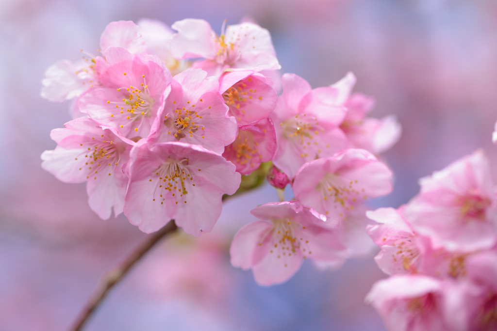 桜小学校②