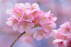 桜小学校②
