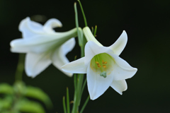 高砂百合