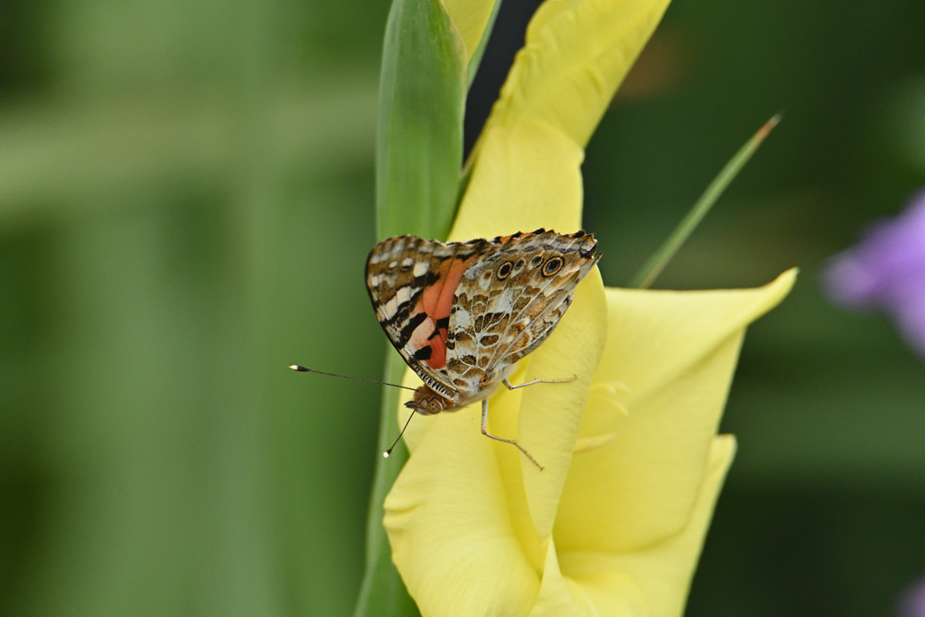 グラジオラスに頬寄せて