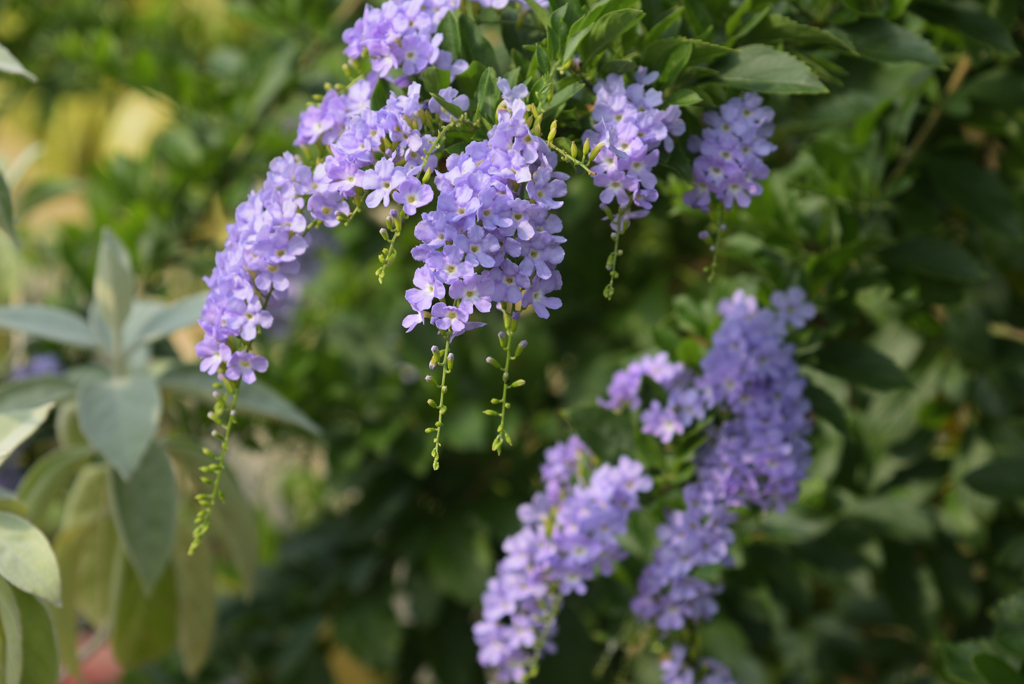 夏の花