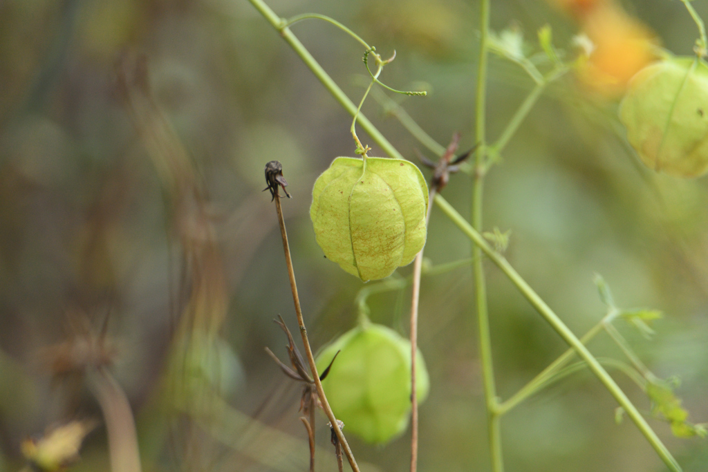 何処かへ飛んで行きたい