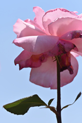 薔薇-2