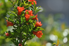 紅一点