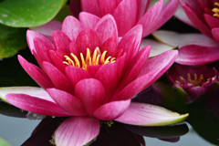 池の花