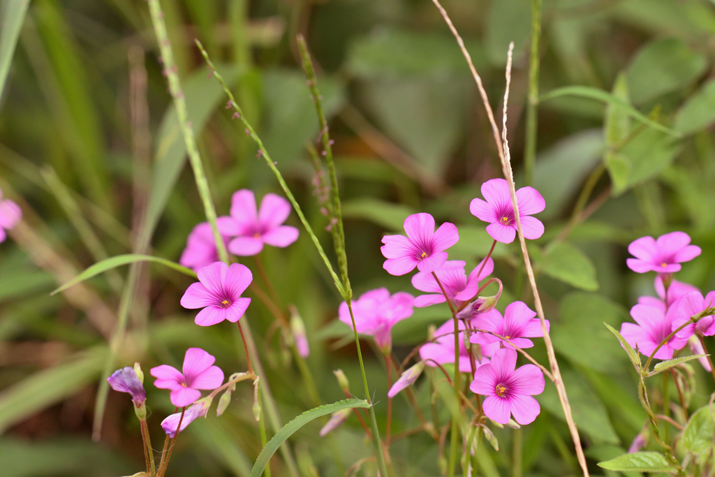 復活の芋片喰