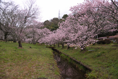 静かな森が華やぐ