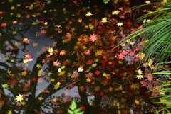 池の紅葉