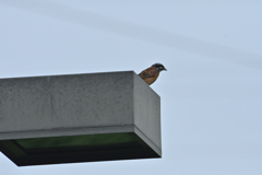 夏の鳥-1