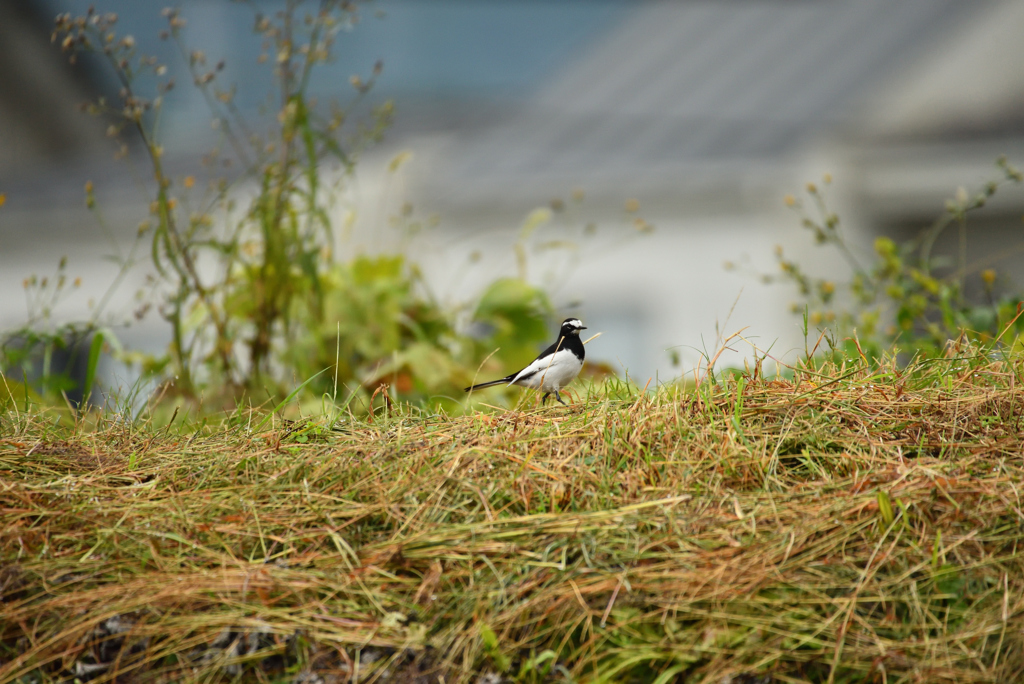 セグロセキレイと共に