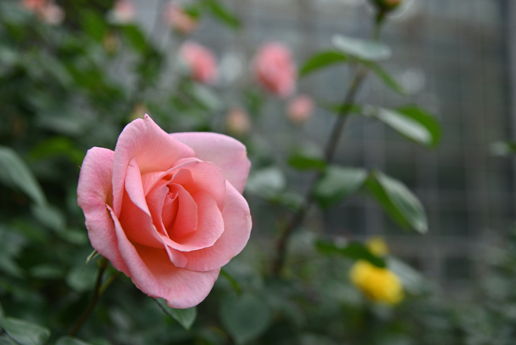 木陰の花