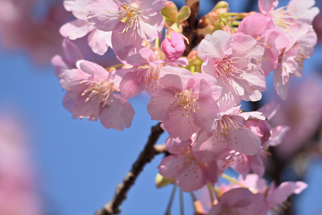 河津桜