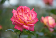 秋薔薇-1