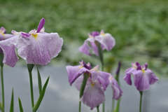 花菖蒲