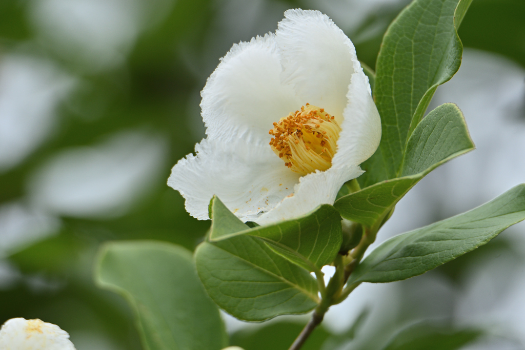 夏椿