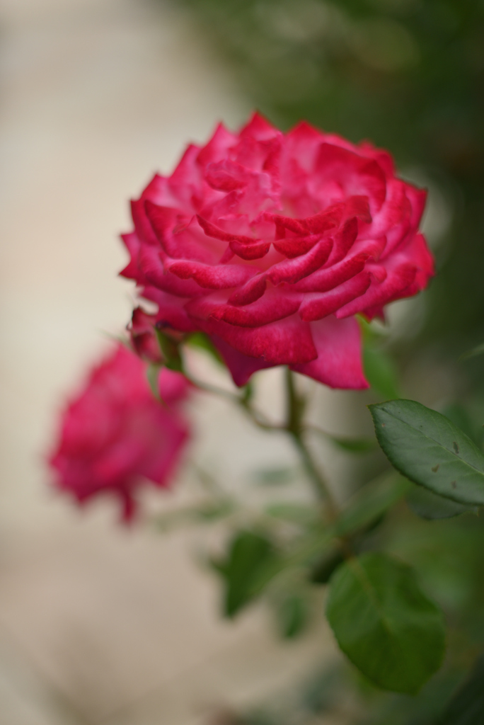 薔薇