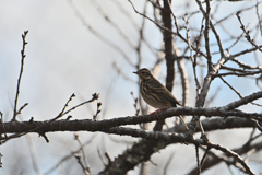 便ちゃんの枝止まり