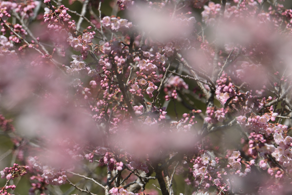 綿菓子いかがですか