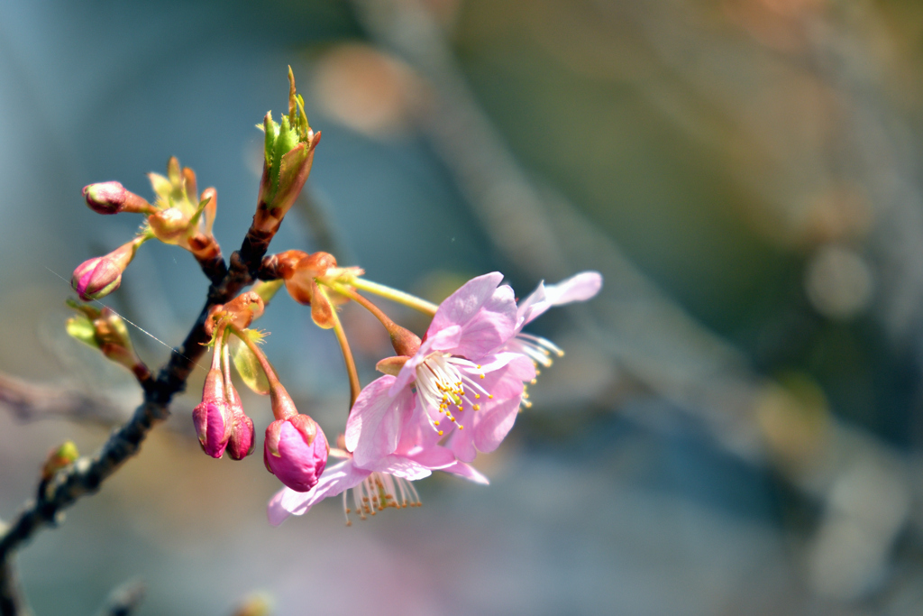 河津桜-1