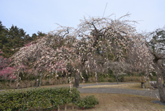 枝垂れ梅