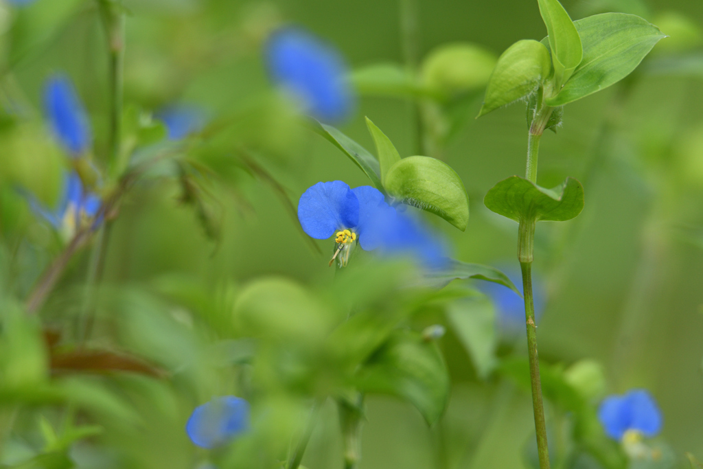 露草