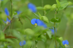 露草