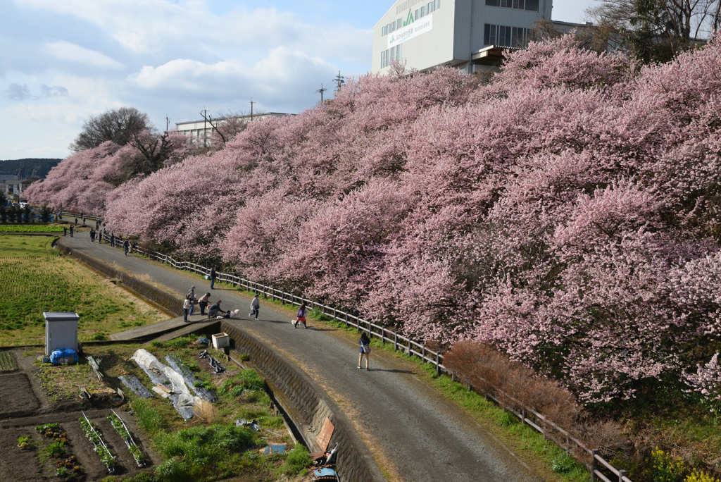 春めきの里